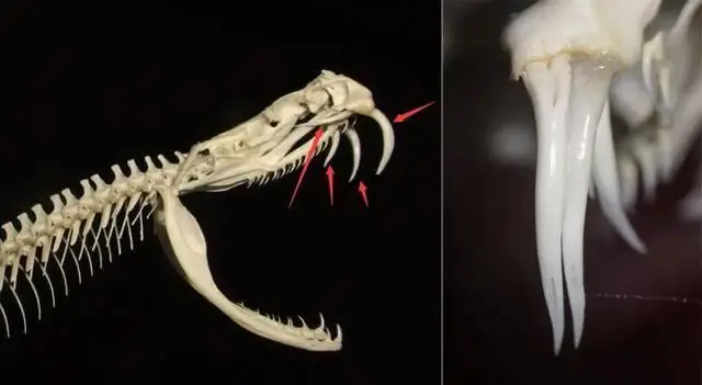 “烂肉王”烙铁头蛇有多毒？男子30秒自救，晚一分钟差点截肢！