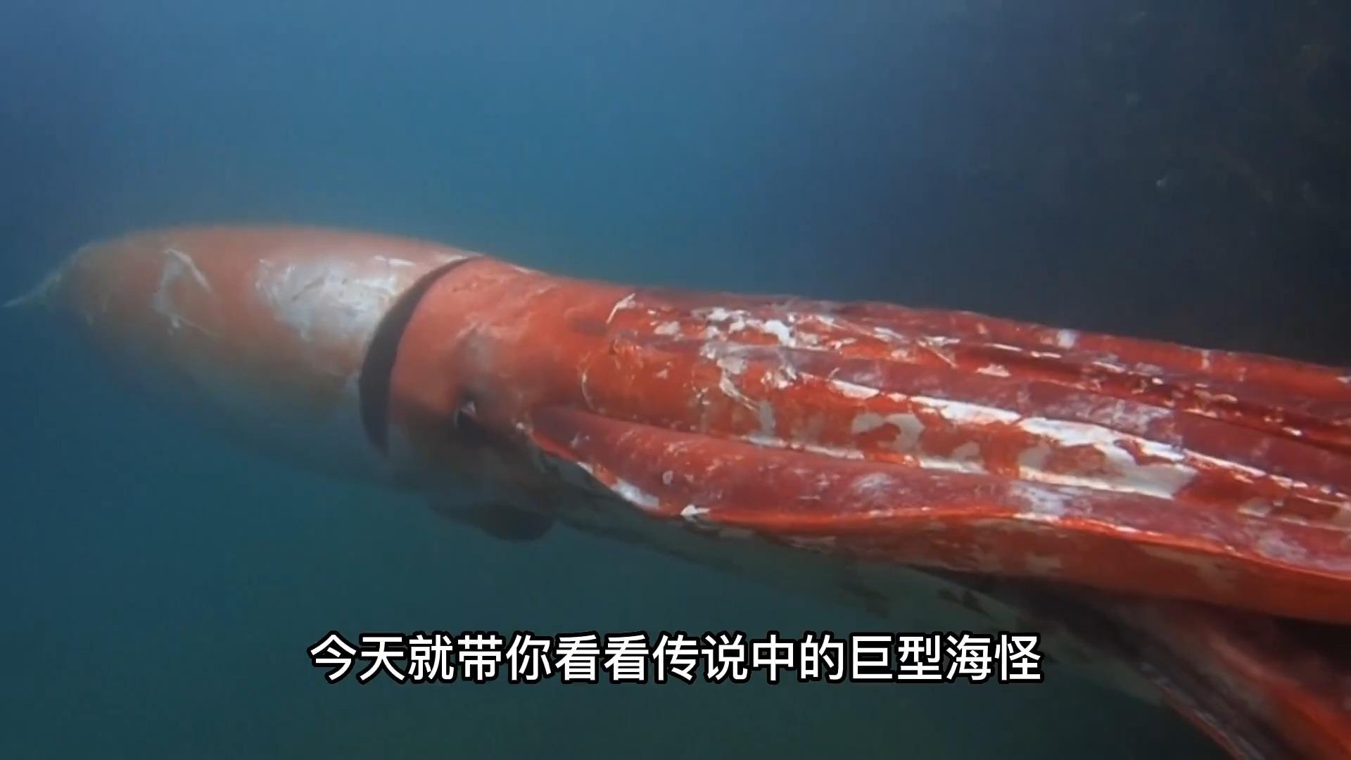 人类为什么不吃大王酸浆鱿鱼？...