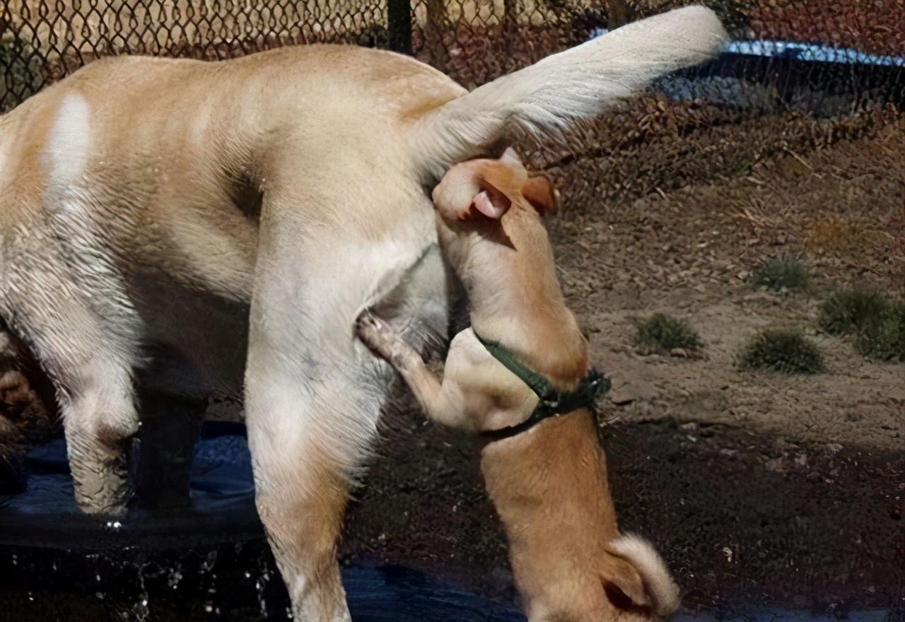 狗为什么见面要互“闻屁股”？...