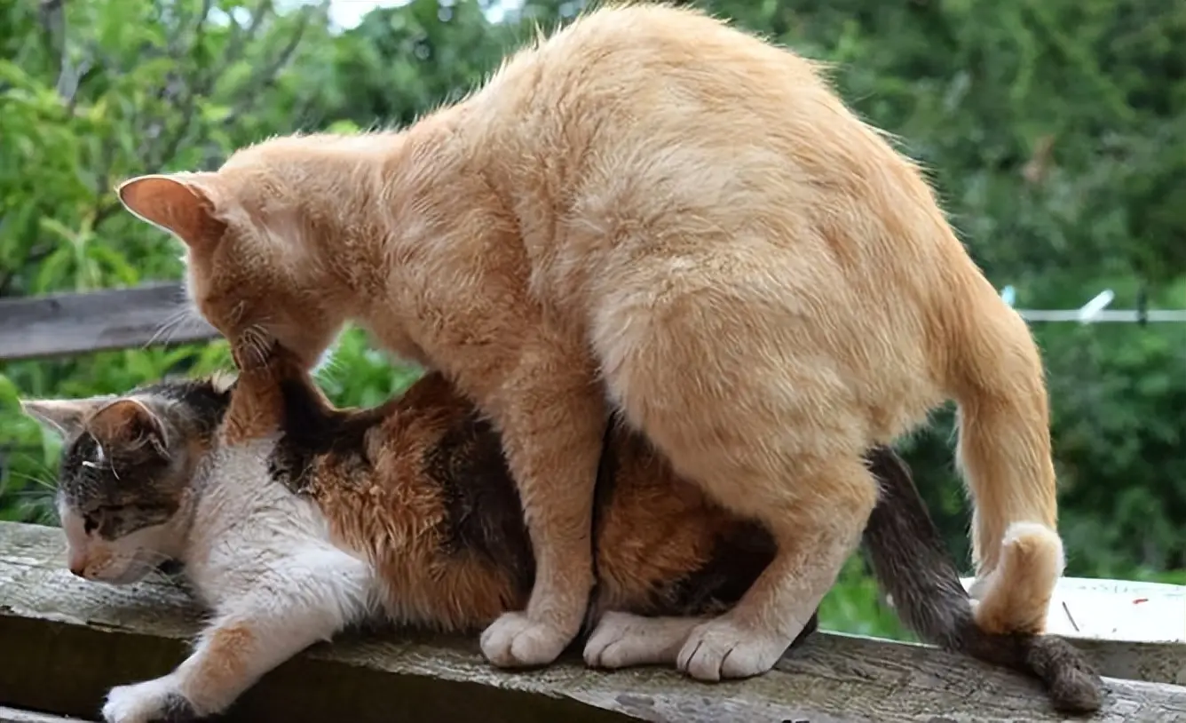 猫交配时，为什么叫声凄惨？公猫为什么要咬母猫的后颈...