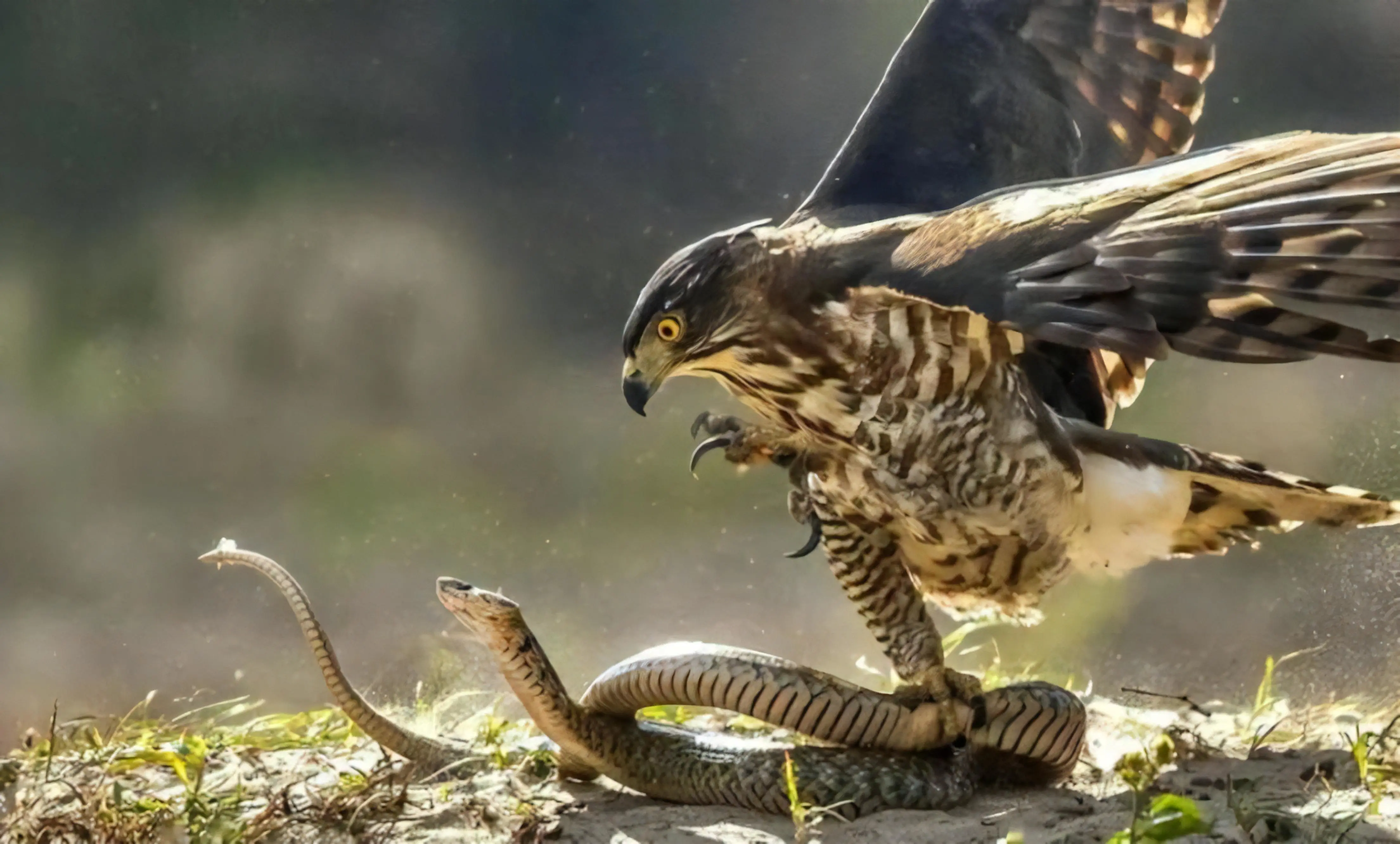 蛇岛上的蛇真的很多吗？它们是怎么去到孤岛上的？...