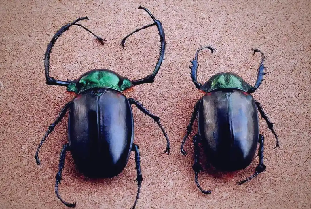 阳彩臂金龟真的灭绝了吗？为什么还能高价拍卖？