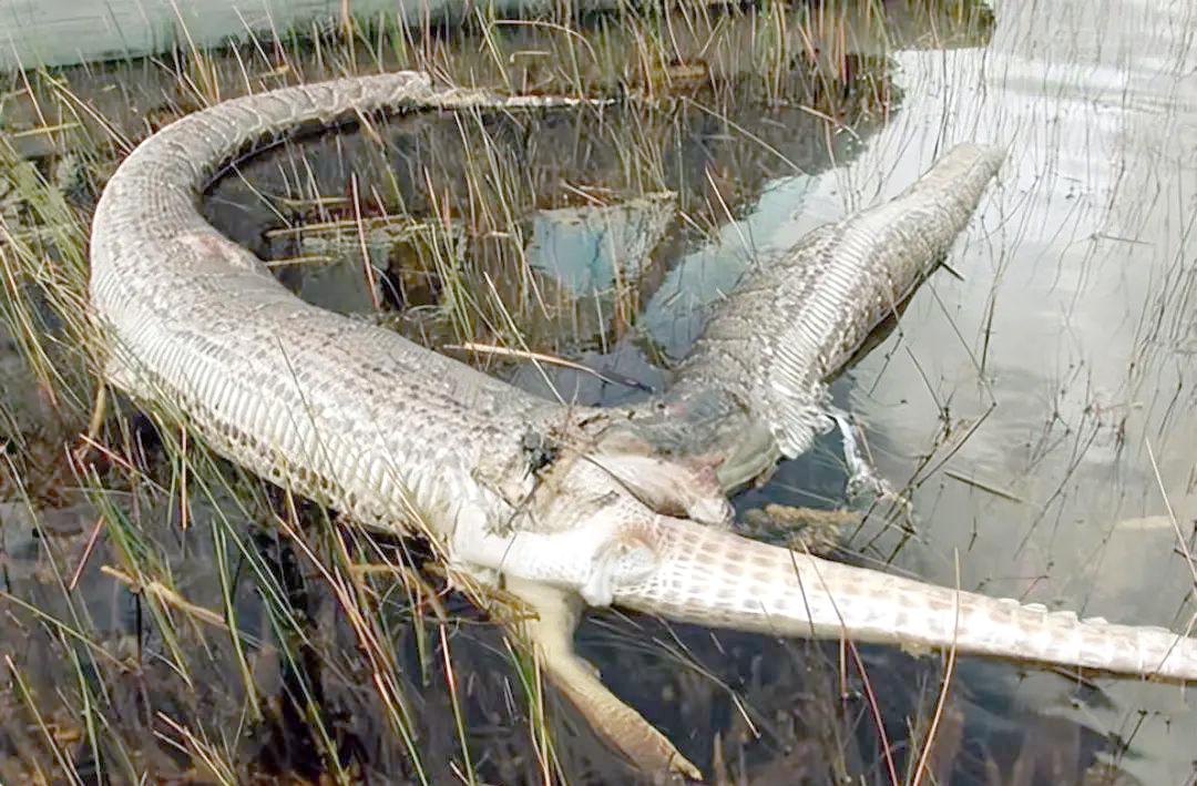 如果一只西伯利亚虎碰到十只成年鬣狗结果会怎样？...