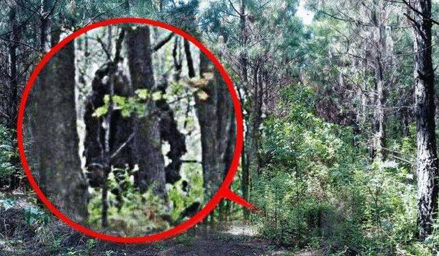 神农架的原始森林最深处到底藏着什么未知生物？