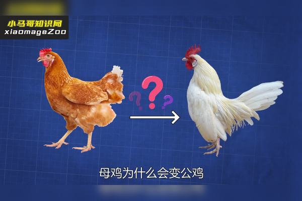 动物变性三大奇观 神奇变性动物大盘点