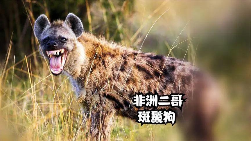 为什么鬣狗、角马和狼的群居生活方式如此特别？