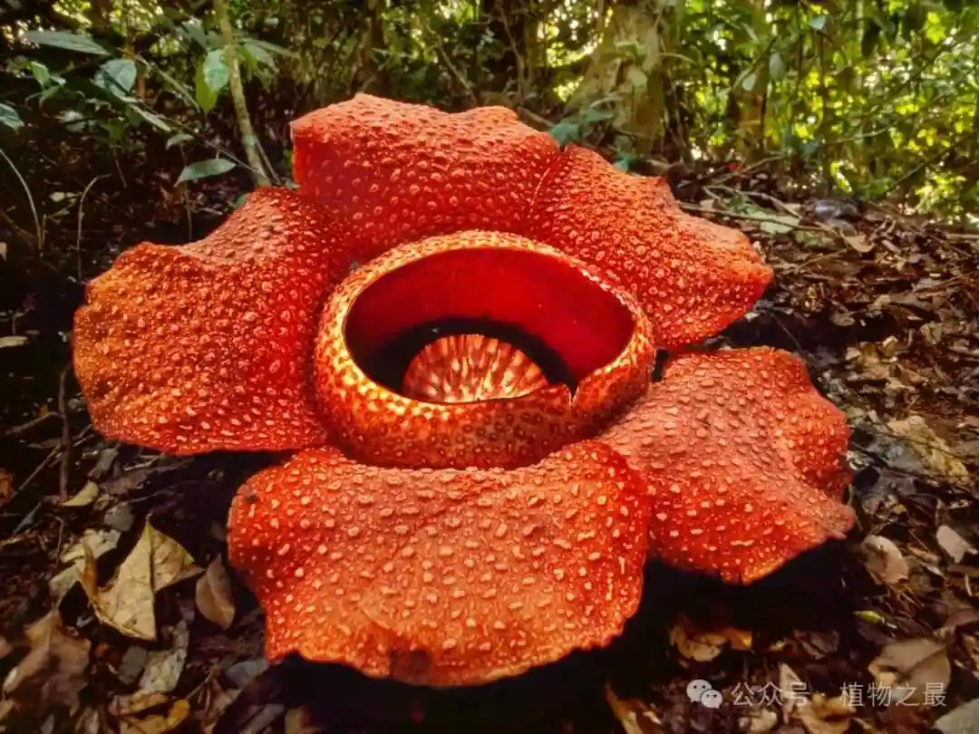 世界上最痛的植物，用它擦屁股后开枪自杀，戴防毒面罩...