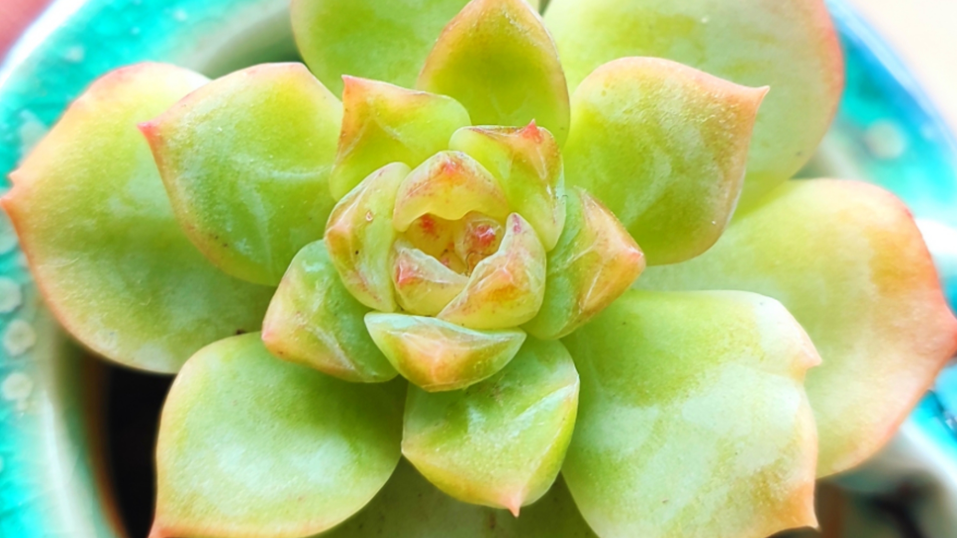 萌萌哒多肉植物应该怎么养？...