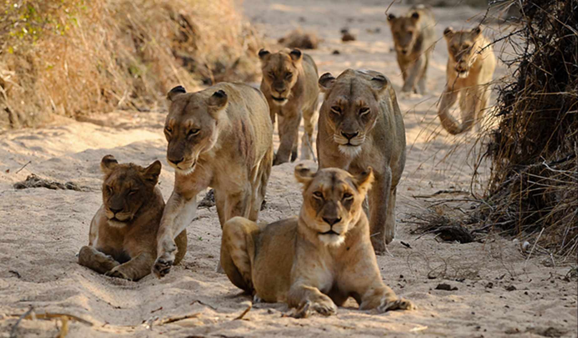 如果狮王被自己儿子打败，狮群里的母狮会被如何对待？...