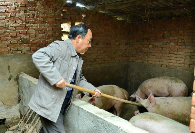 人与猪的区别在哪里 汶川地震猪坚强现状 动物情绪真相