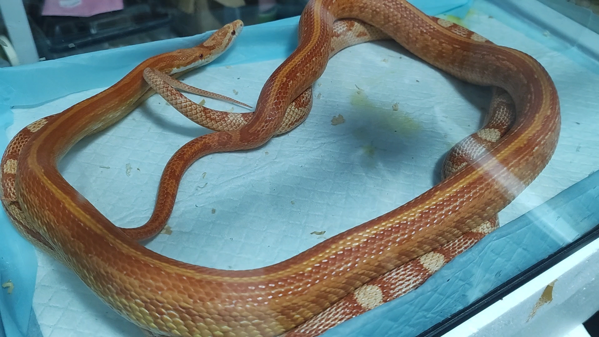 蛇的交配时间到底有多长？为什么有的蛇能“缠绵”数小时？