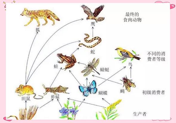 为什么食肉动物选择捕猎草食动物，而不是直接捕猎其他...