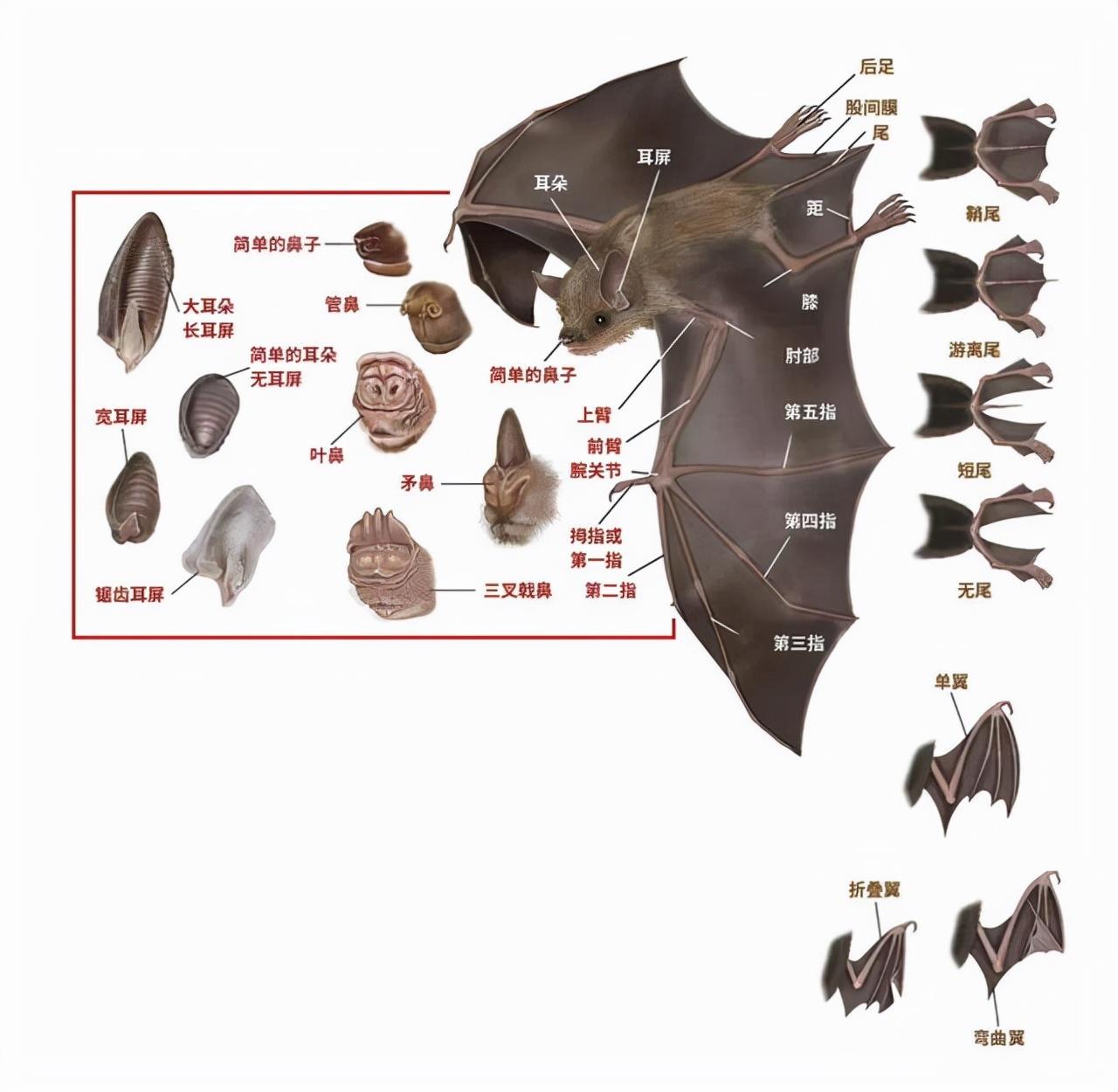 蝙蝠为什么不能消灭 蝙蝠对人类有哪些好处