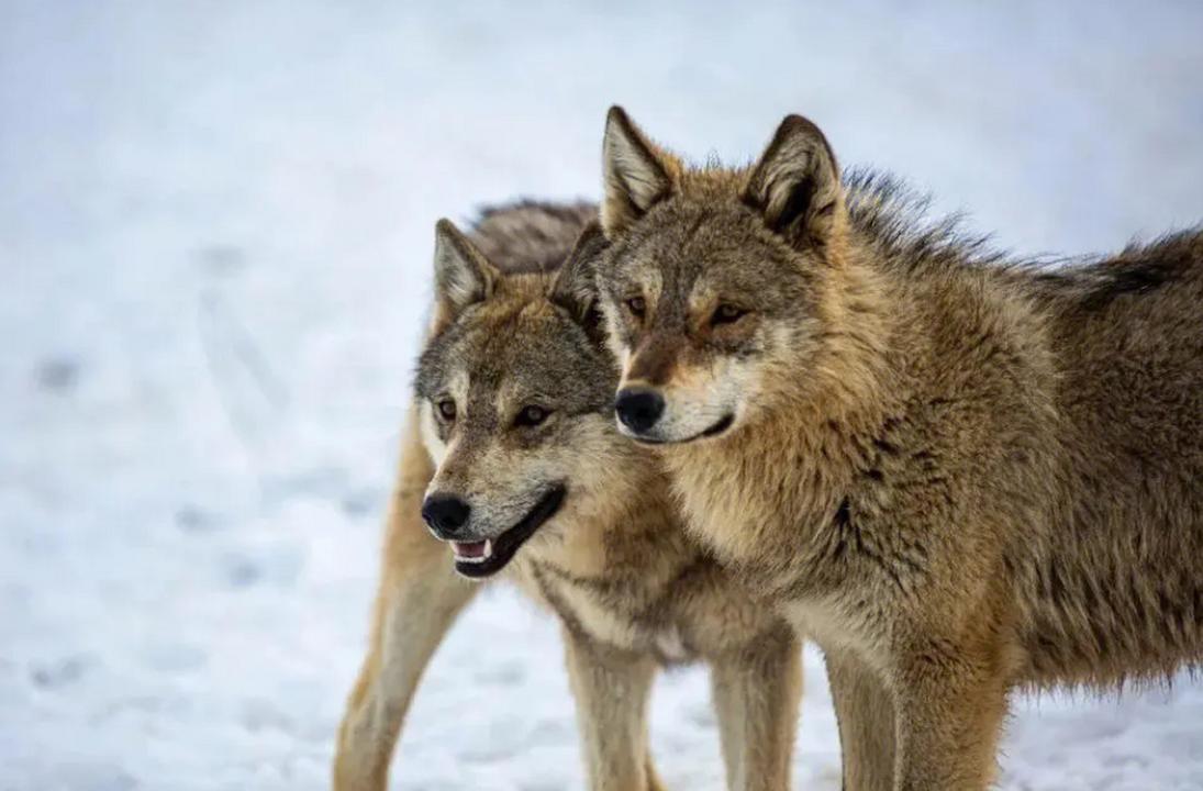 狼群的夫妻制度到底是一夫一妻制吗？你知道吗？