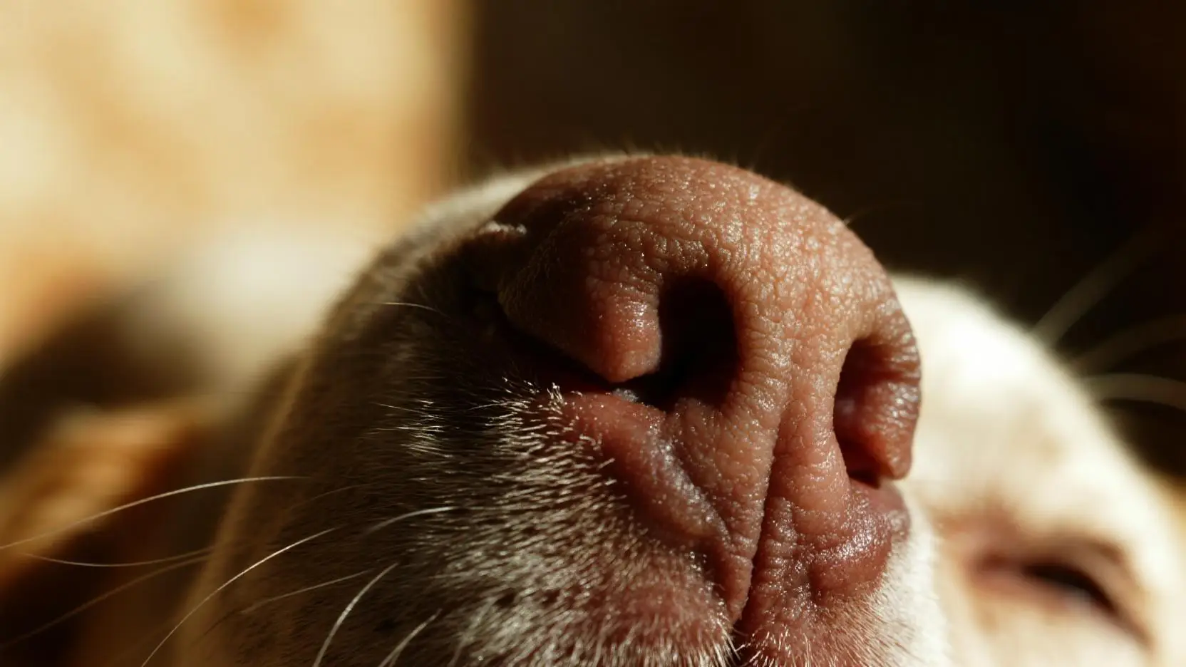 为什么狗狗鼻子湿但摸起来却热？动物鼻子湿润的秘密到底是什么？