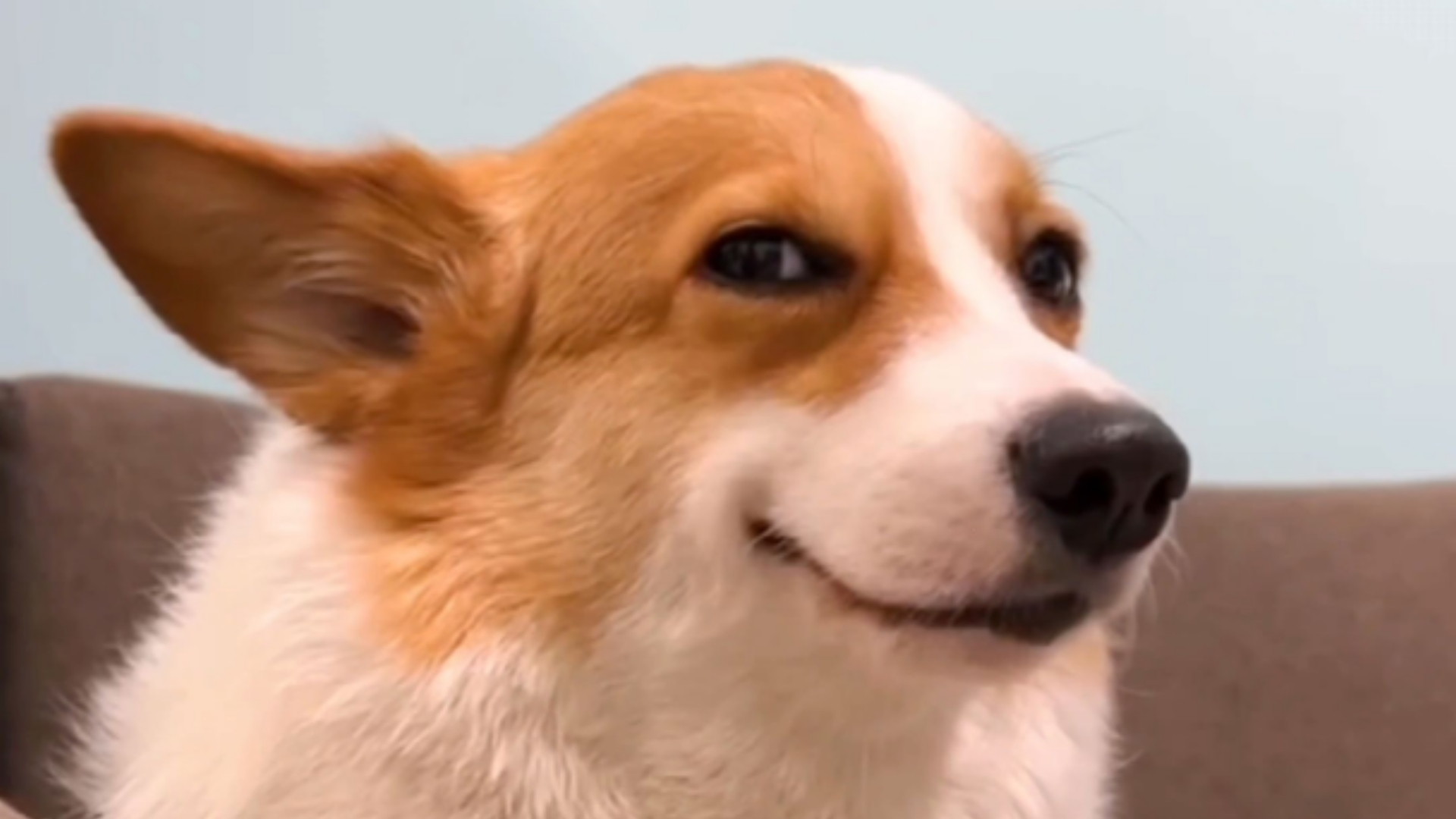 狗狗为什么会微笑 狗狗微笑的常见原因