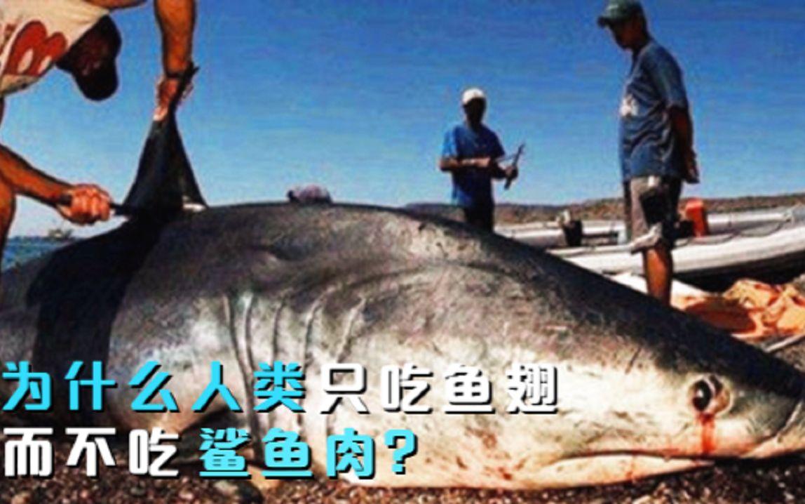 为什么大家都只吃鱼翅，鲨鱼肉却很少有人尝试？