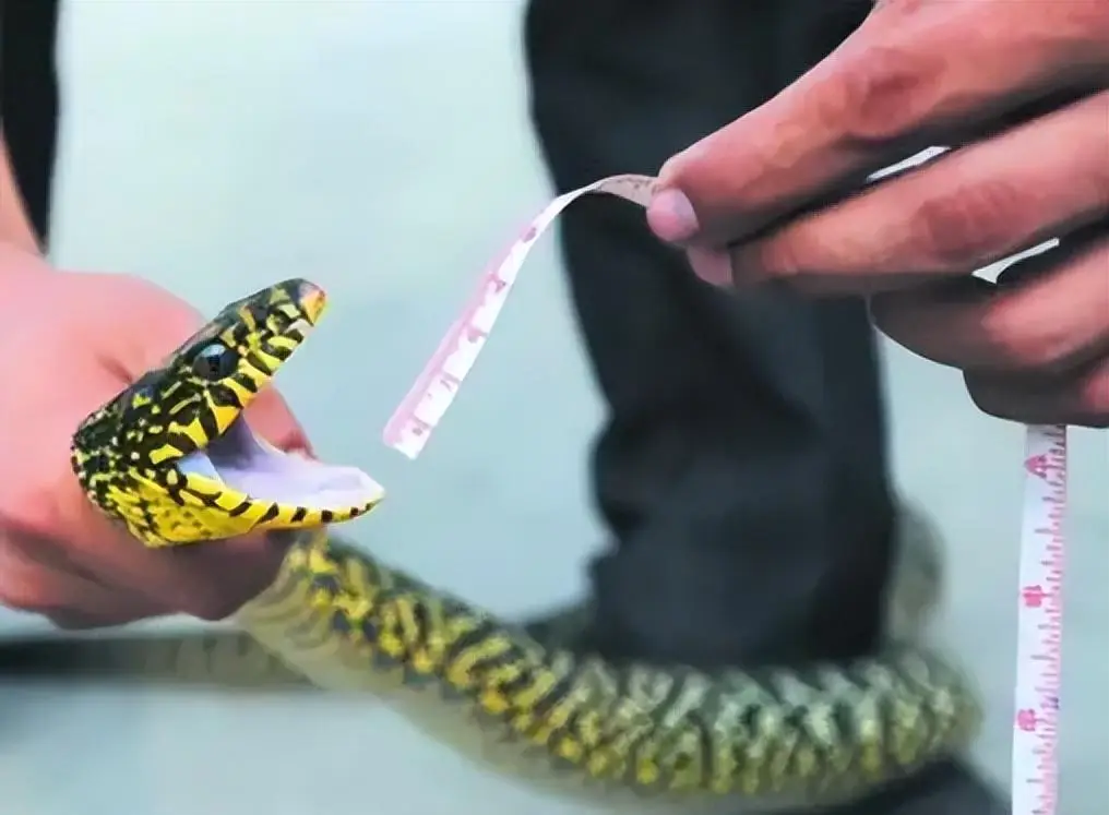 蛇的弱点是什么？打蛇打七寸真的靠谱吗？...