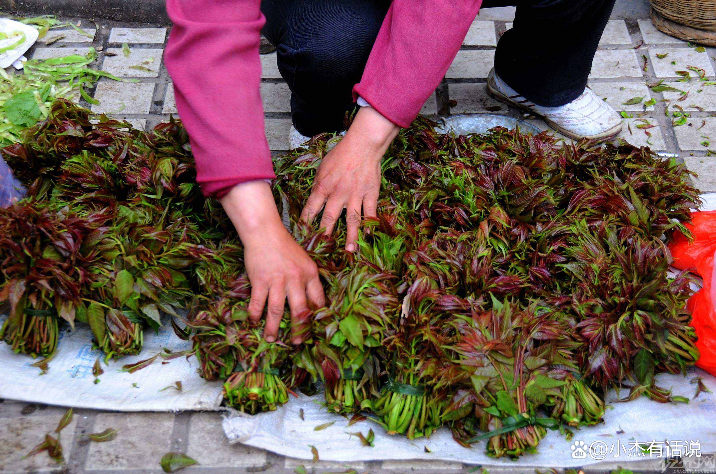 为什么大家都说“香椿高过房子”很忌讳？真相到底是什么？