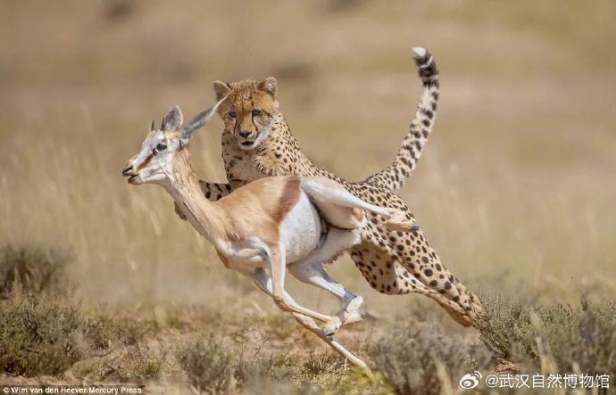 2小时跑完42公里！除了人类之外，还有哪些动物能做...