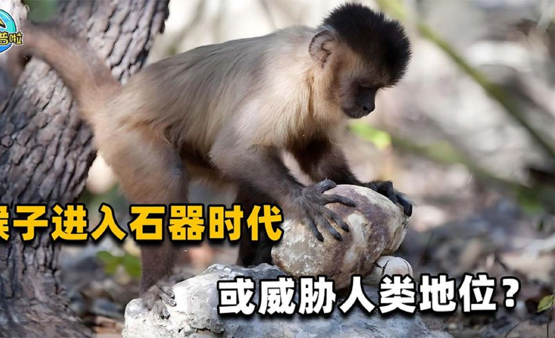 进入“石器时代”的巴拿马猴,它们未来会威胁人类的地...