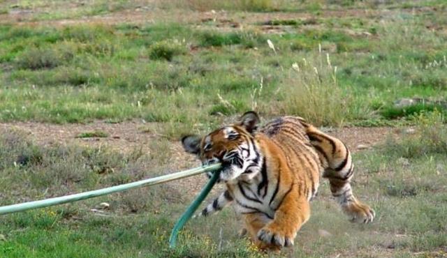 华南虎野外灭绝，18年前曾被放养非洲，现在为什么不...