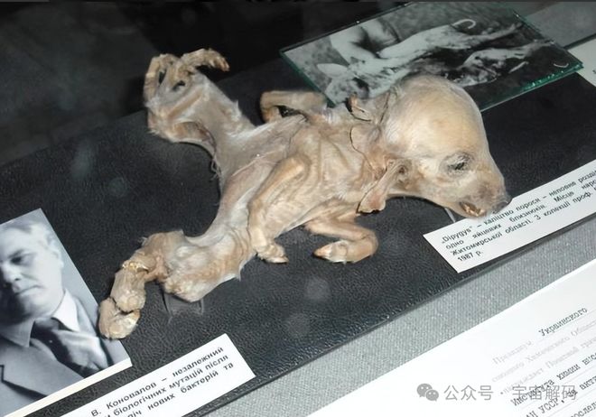 切尔诺贝利变异生物是真的吗？它们真的会威胁到我们吗？