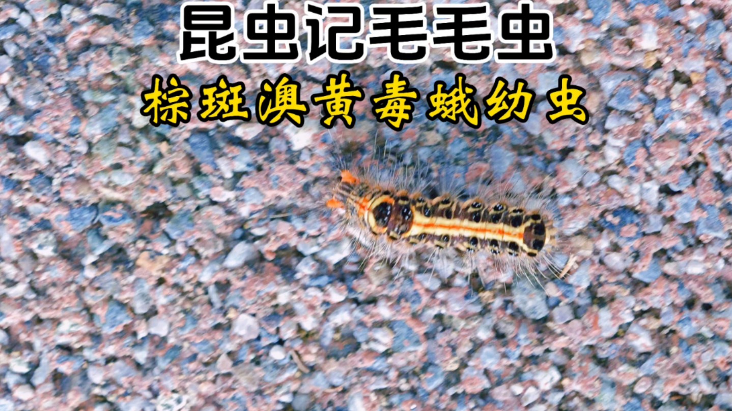 最毒毛毛虫有多可怕？...