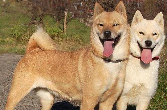 动物可以近亲繁殖吗？为什么人类却不能？