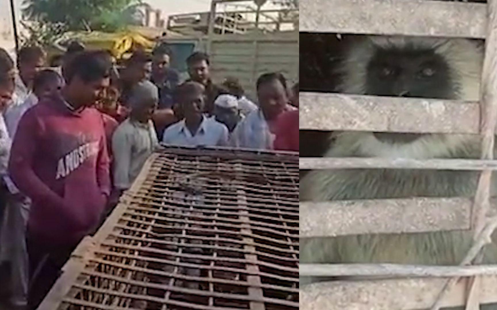 印度猴子真的会“复仇”吗？它们到底有多聪明多记仇？