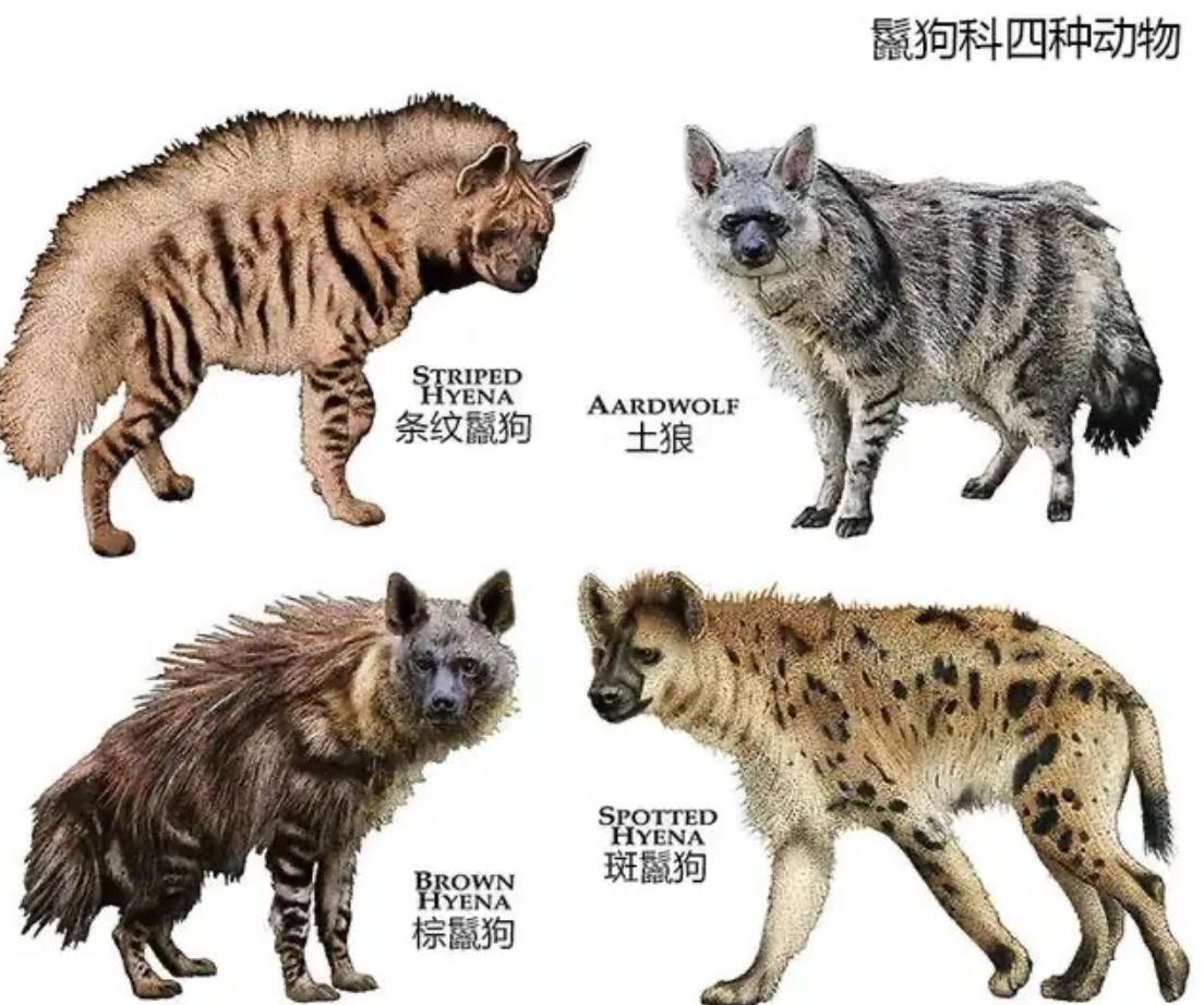 鬣狗群居生活，低级成员鲜有生育权，该如何繁殖自己的...