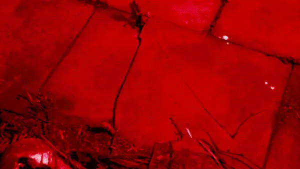 1850年，一株观赏植物被带回英国，开启了疯狂的植...