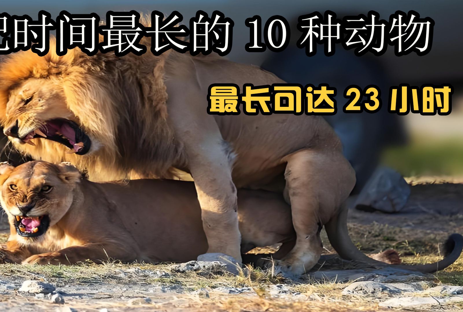 动物交配时间最长多久 最短只要几秒钟