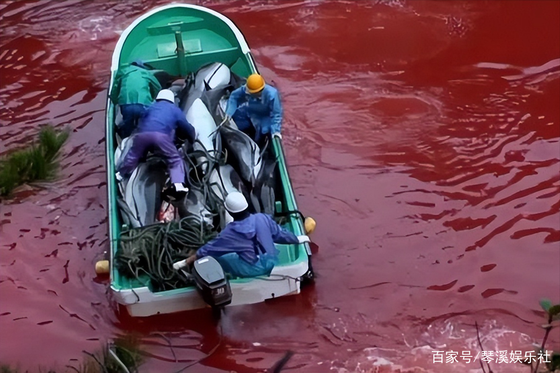 海豚的“微笑”，揭露海洋娱乐产业的嗜血和人性迷失？...