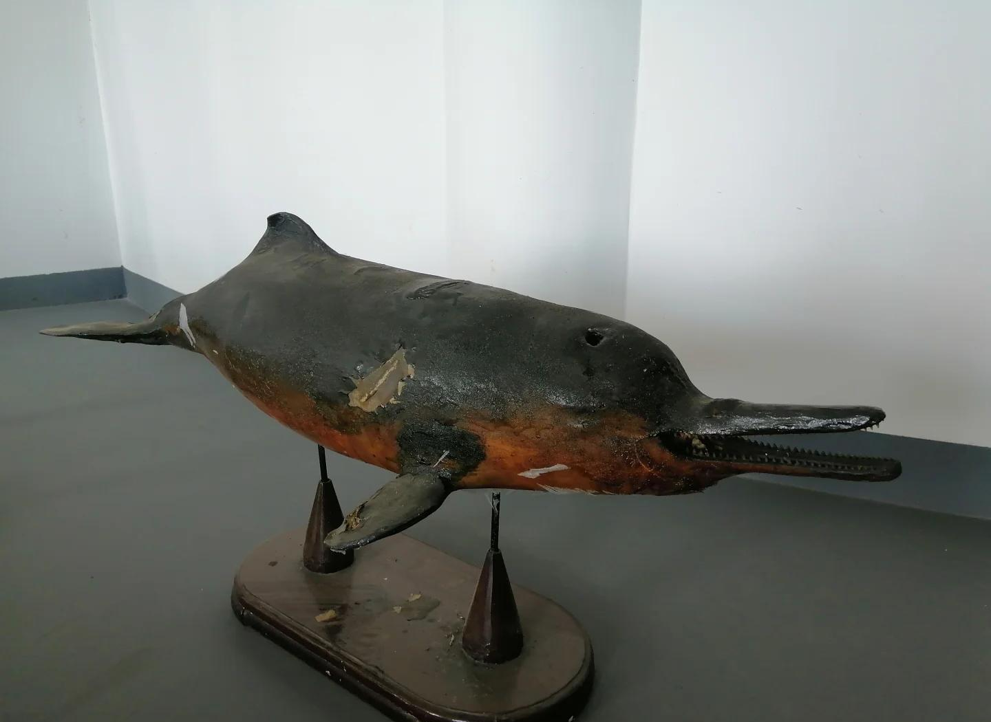 完全意外!两个濒危物种的不小心结合,竟造就了“神奇...