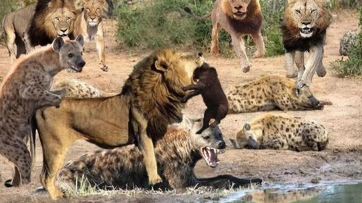 为什么狮子咬死斑鬣狗后，很少会吃掉它们呢？