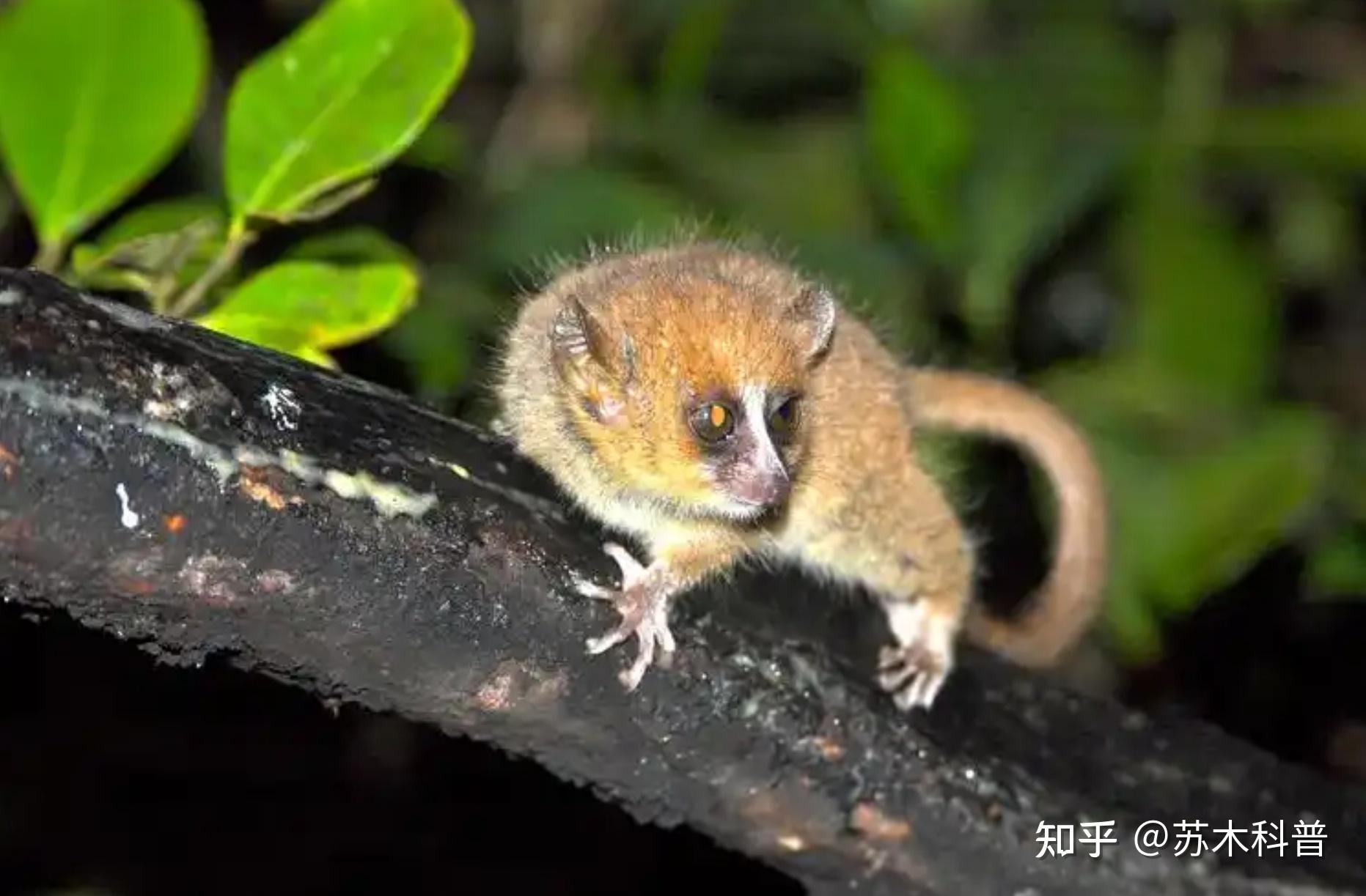 动物界奇葩的交配方式，生物老师可不会跟你讲这些？...