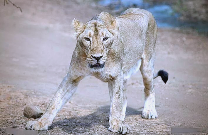 为什么非洲狮没有天敌数量却很少？食草动物天敌多，数...