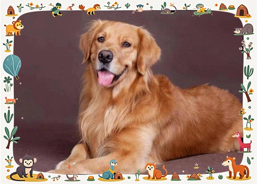 鲨鱼对血腥的感知力有多强？真的可以嗅到几公里外的一...