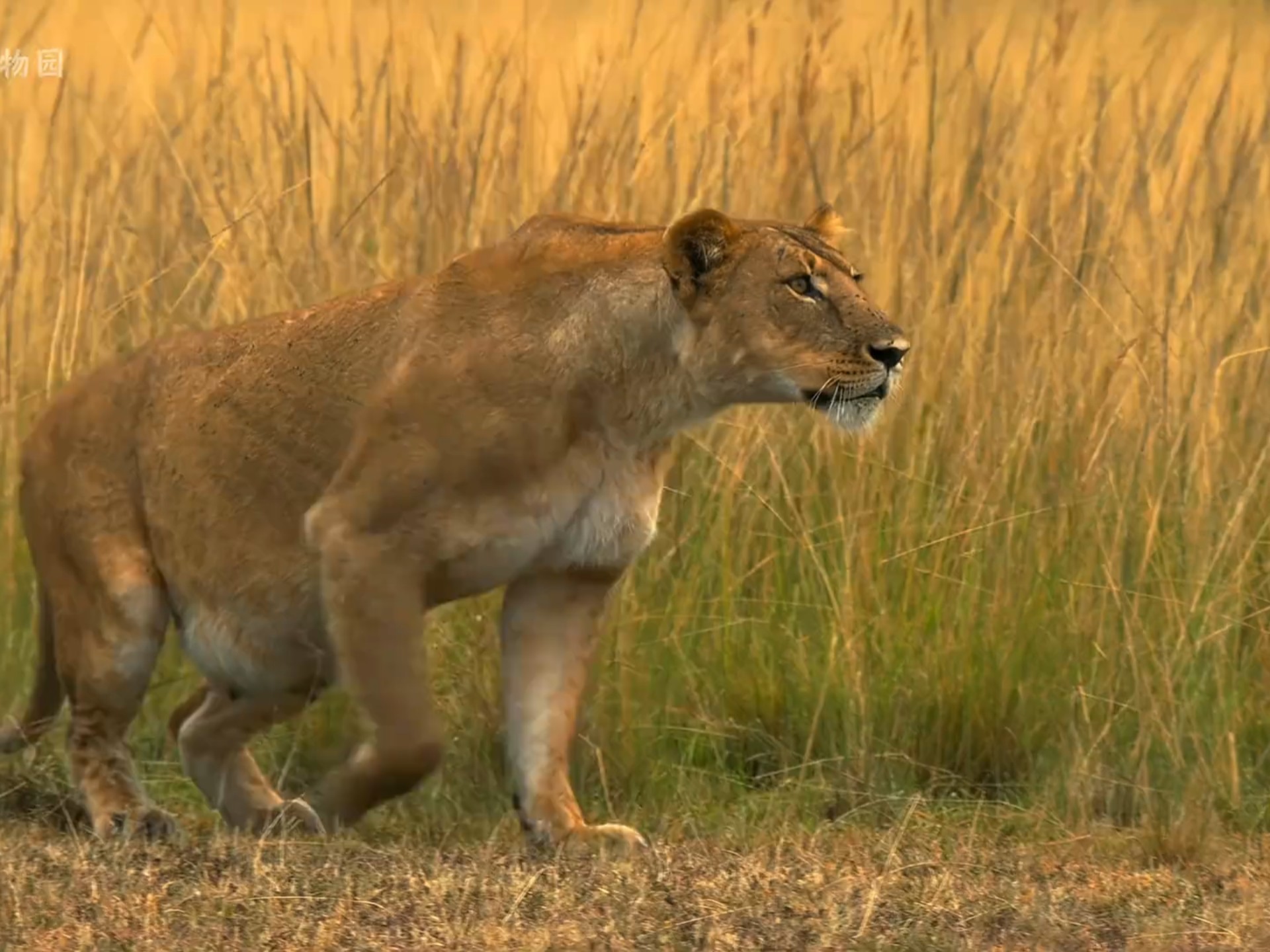 动物交配六亲不认,流浪雄狮长大以后,遇到自己的母亲...