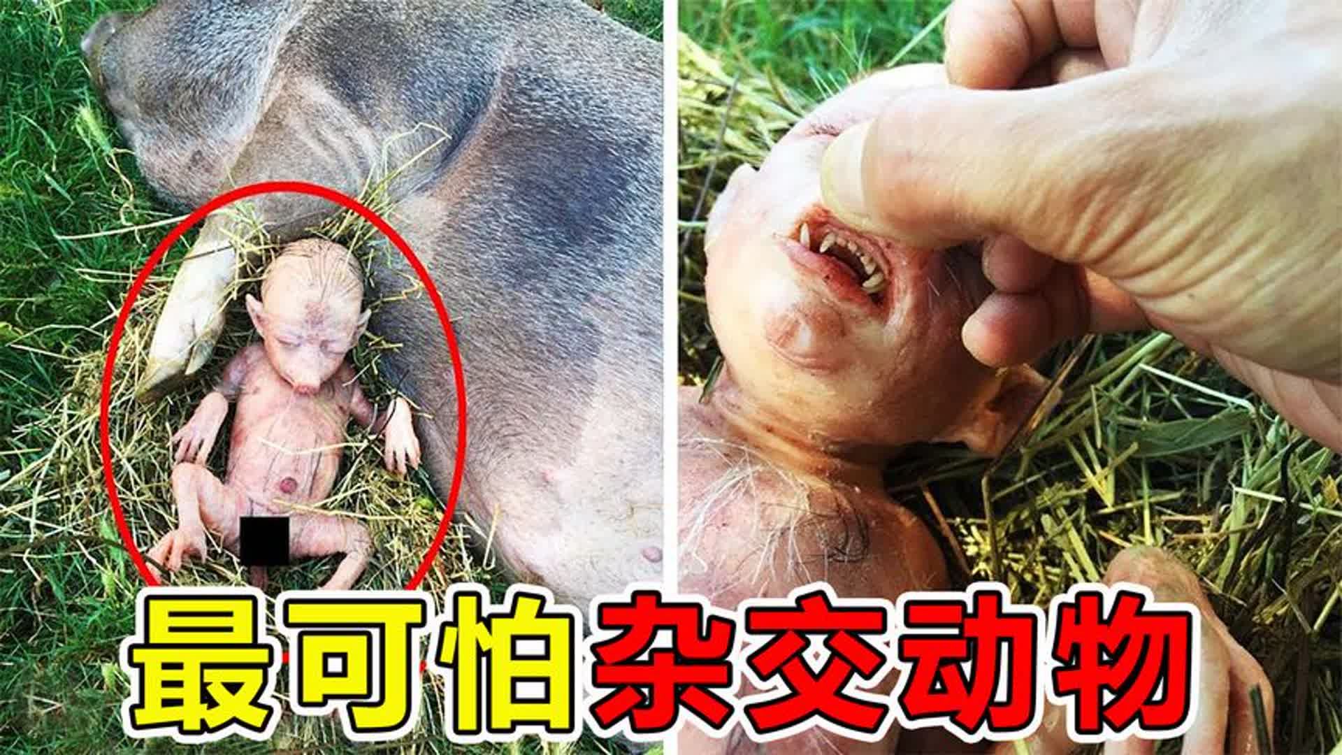 一个神奇的物种，既能生蛋又能生仔，科学家：人类正在...