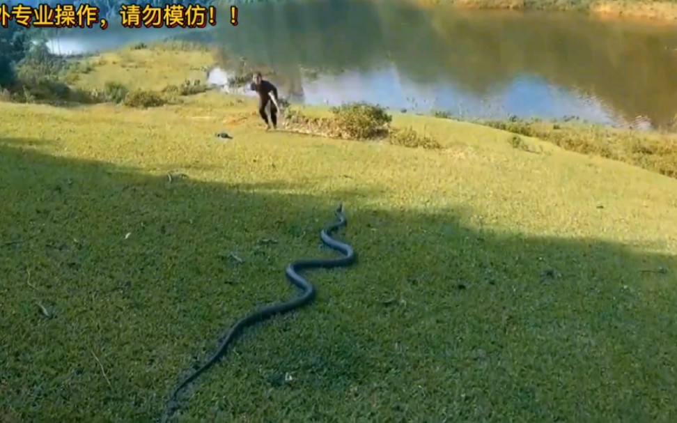 野外遇到眼镜王蛇怎么办 庄稼上飞跑的蛇是什么蛇