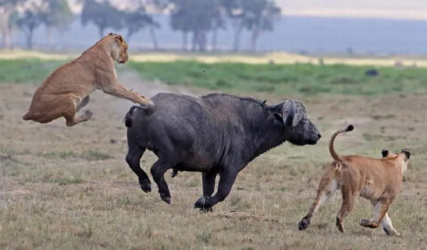 科学家为什么要在牛屁股上画眼睛？这样可以保护狮子和...