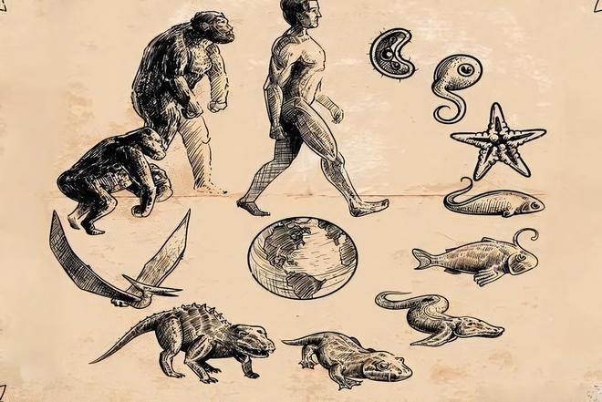 人类这么弱，连猩猩都打不过，人类祖先是怎么活下来的...