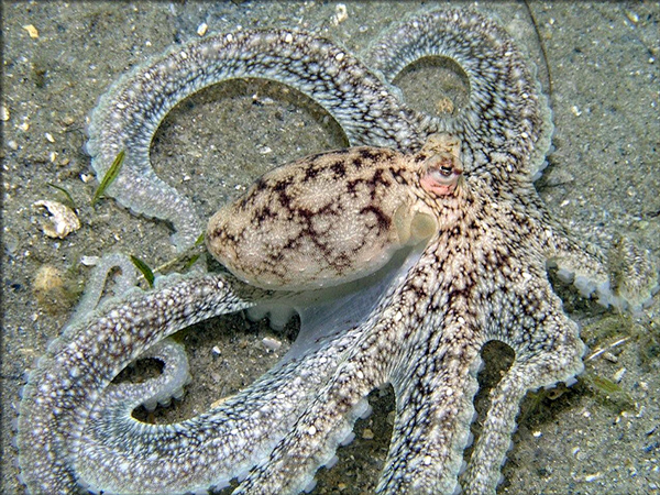 新评论称章鱼等头足类很特别，或起源于外太空，不是地...