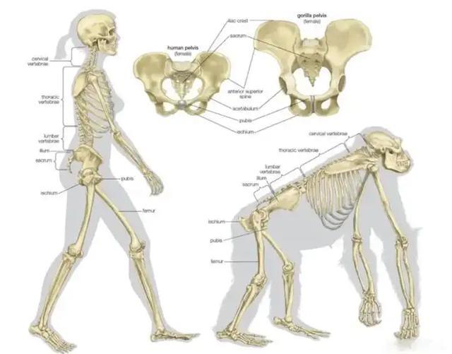 人类为什么失去全身毛发?却留下了头和隐私部位的毛发...