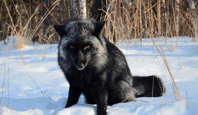 罕见银黑狐现身北京门头沟，这只黑狐到底从何而来？