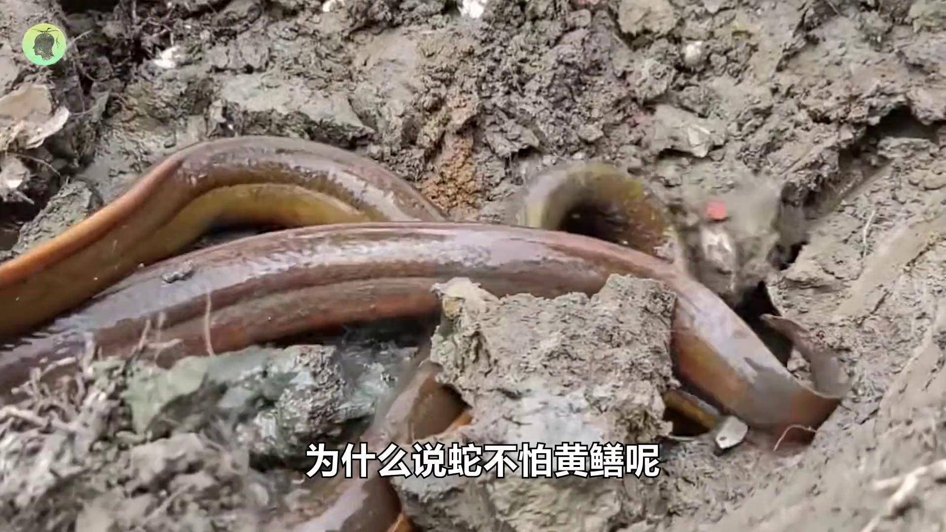 为什么有人说：蛇吃黄鳝，找死！因为黄鳝喜欢乱钻吗？...