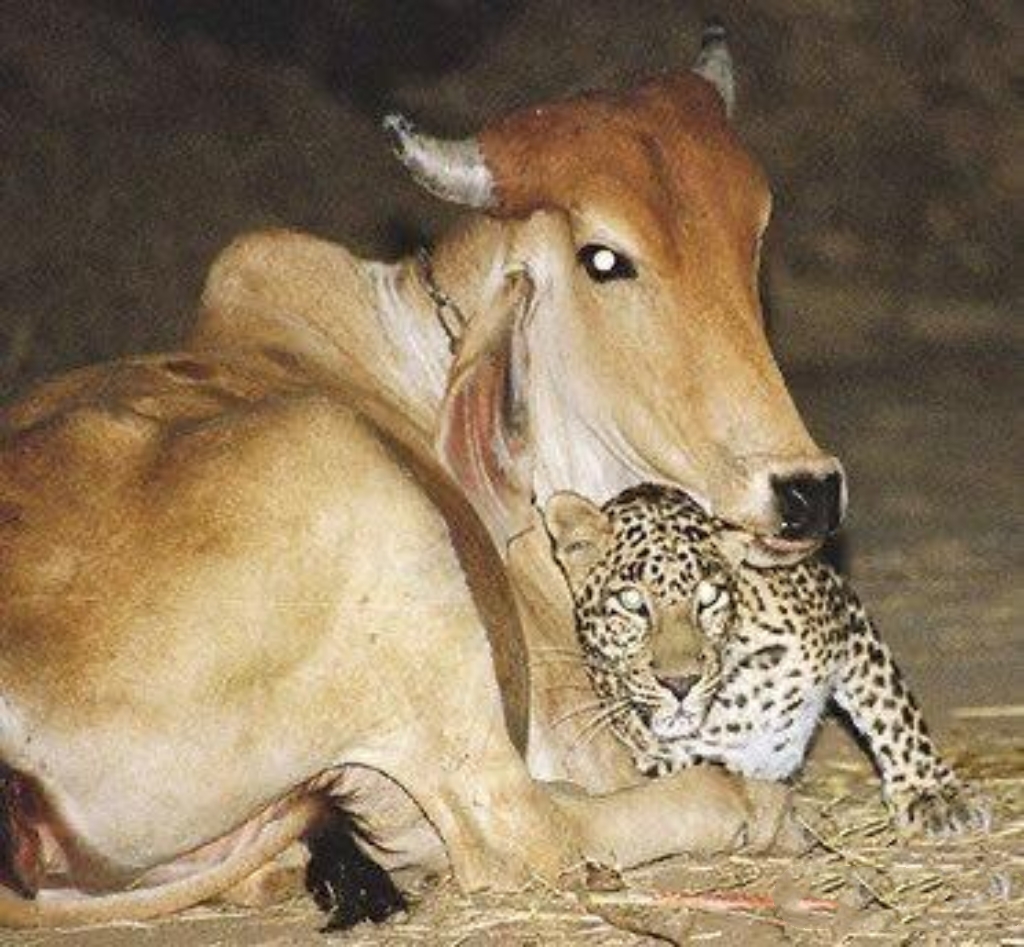 什么是天敌关系？动物被自己天敌属性压制有多恐怖？...