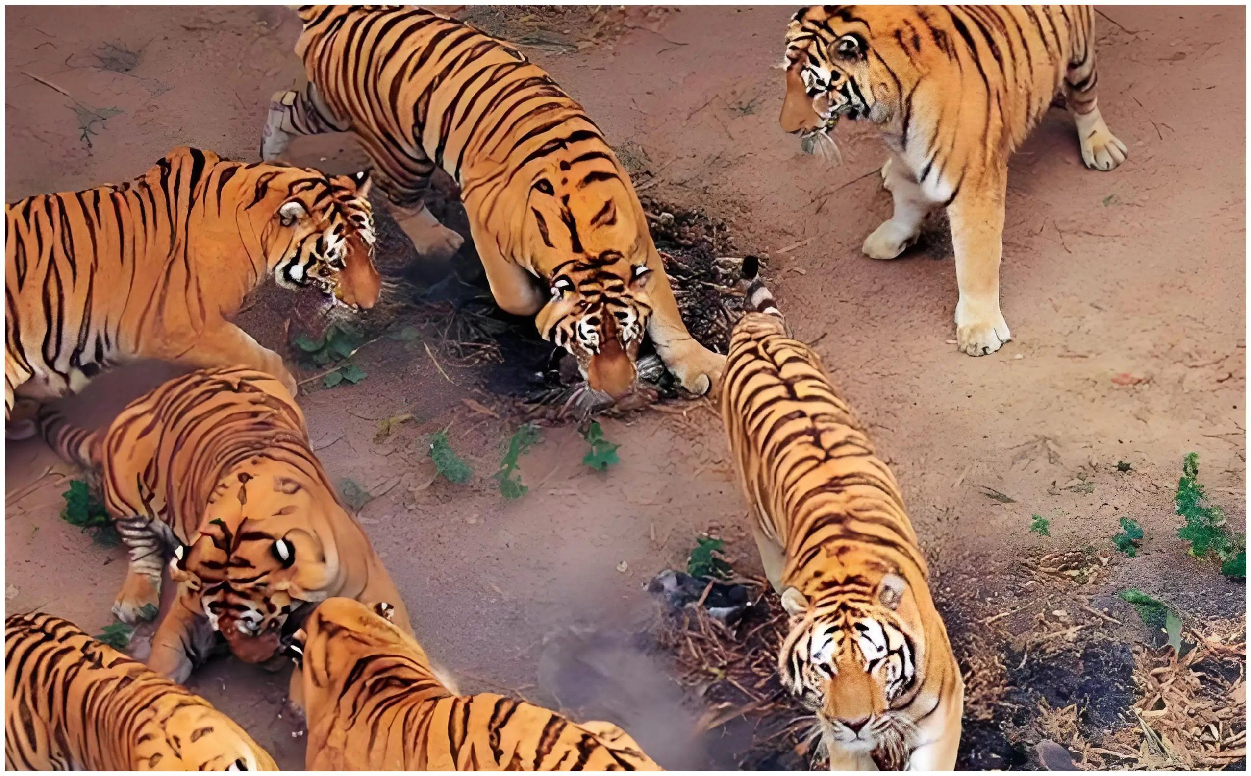 当年放养到非洲的华南虎，经历了什么？为什么现在没有...